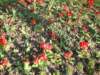 dscf1330_small.jpg