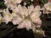 dscf2163_small.jpg