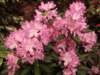 dscf2166_small.jpg
