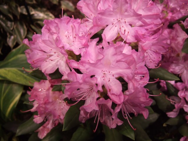 dscf2167.jpg