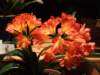 dscf2170_small.jpg