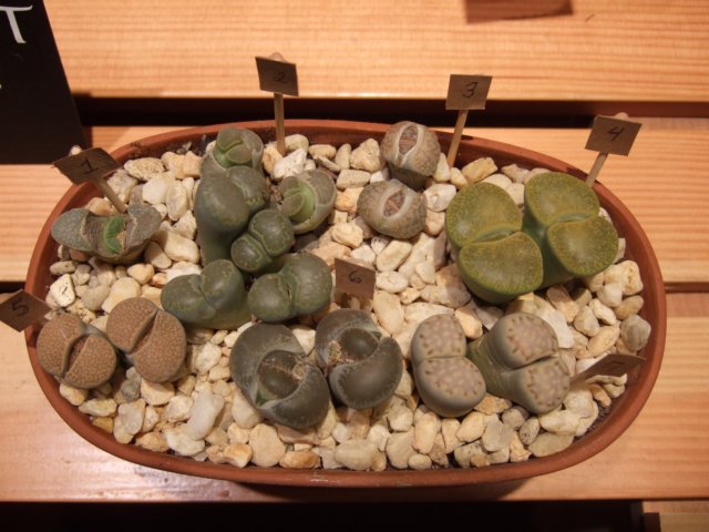 dscf2171.jpg