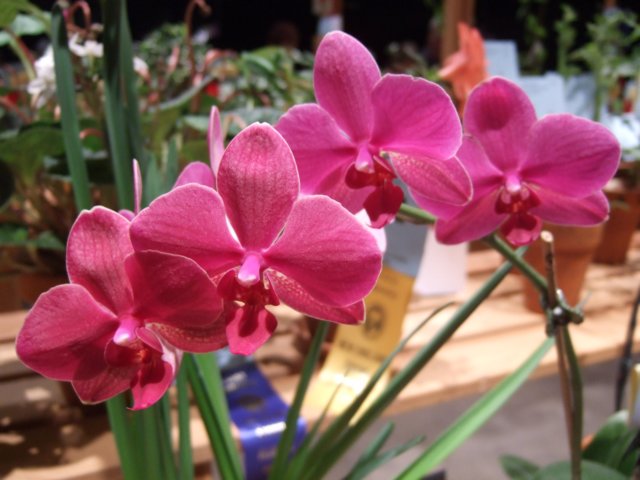 dscf2178.jpg