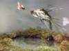 dscf2207_small.jpg
