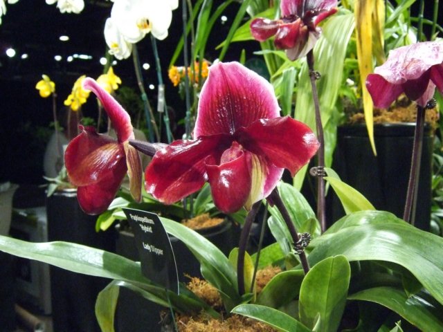 dscf2218.jpg