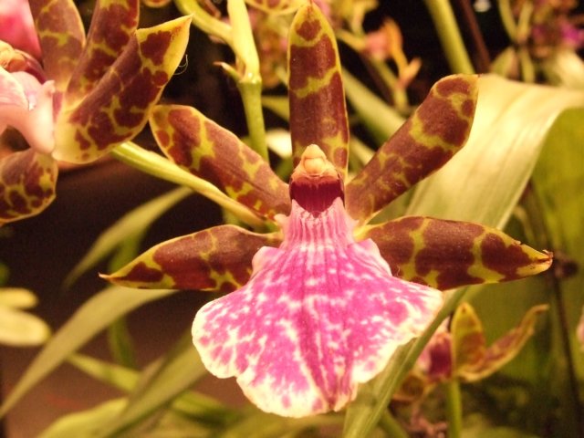 dscf2222.jpg