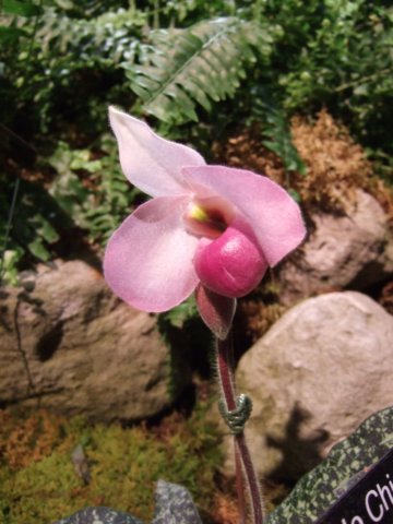 dscf2136.jpg