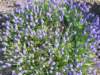 dscf3334_small.jpg